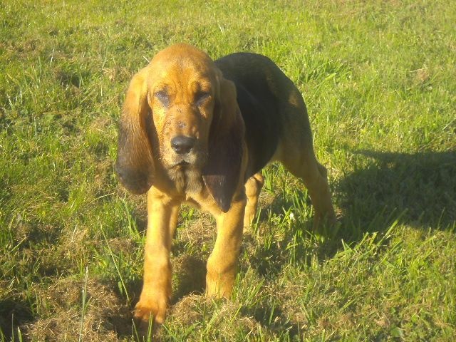 JEANNE DES MENTHES SAUVAGES