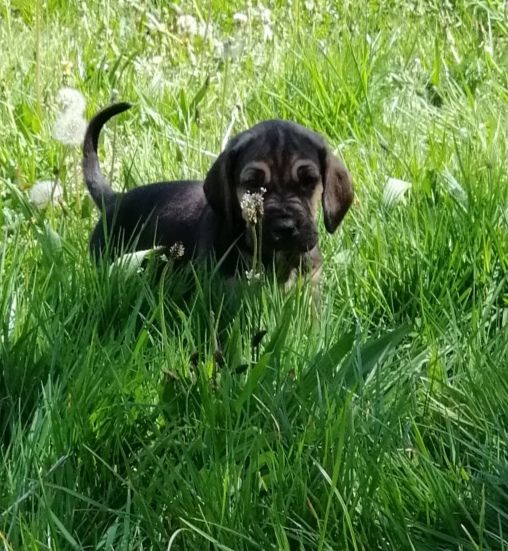 Season nom provisoire