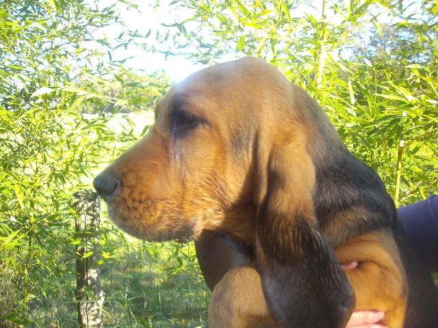 JEANNE DES MENTHES SAUVAGES