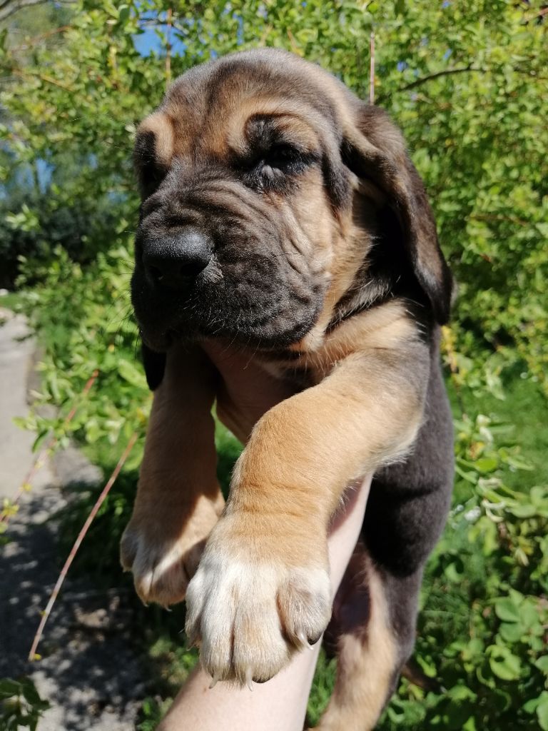 Season nom provisoire