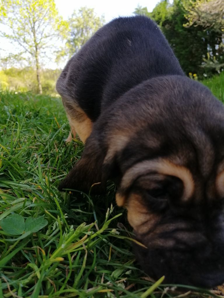 Sophie devient sybelle