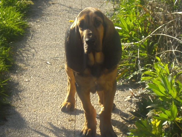 JULES CESAR DES MENTHES SAUVAGES