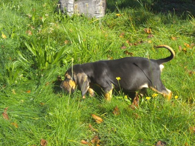 JFK DES MENTHES SAUVAGES