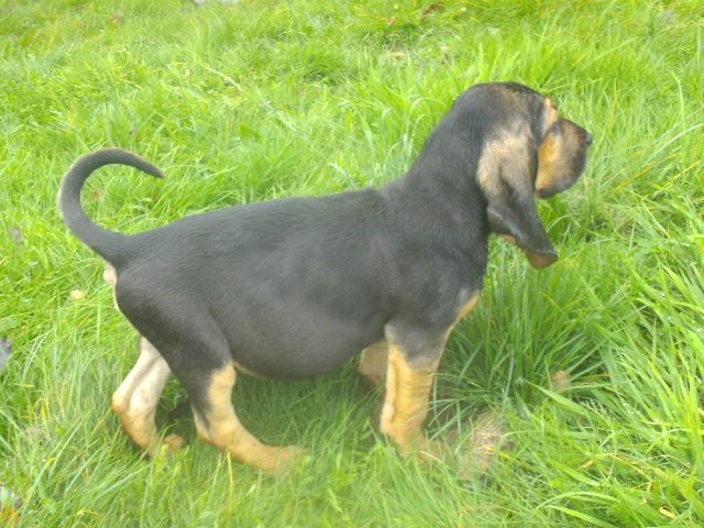 JFK DES MENTHES SAUVAGES