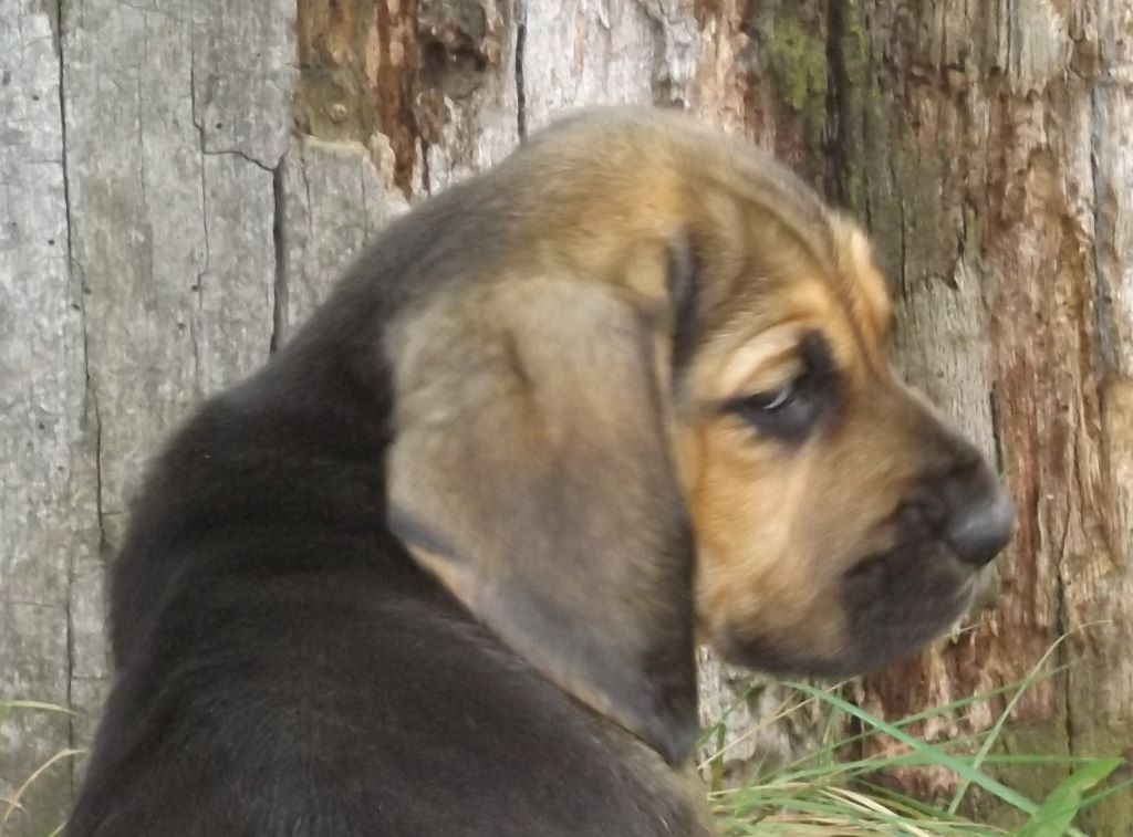 NINA DES MENTHES SAUVAGES