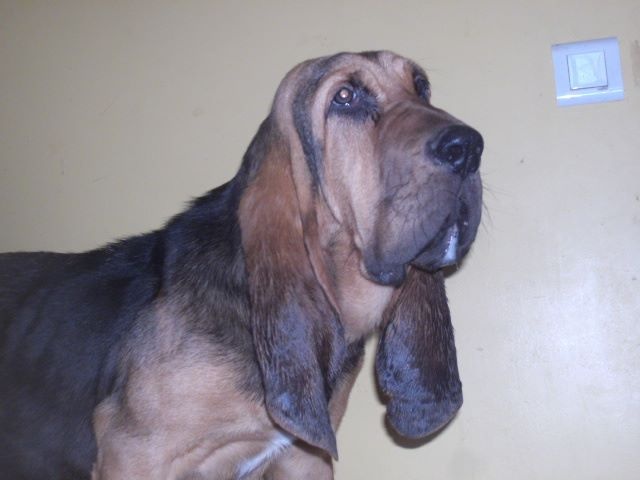 JUAN DES MENTHES SAUVAGES