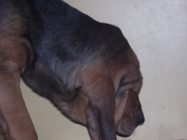 Jolie des menthes sauvages