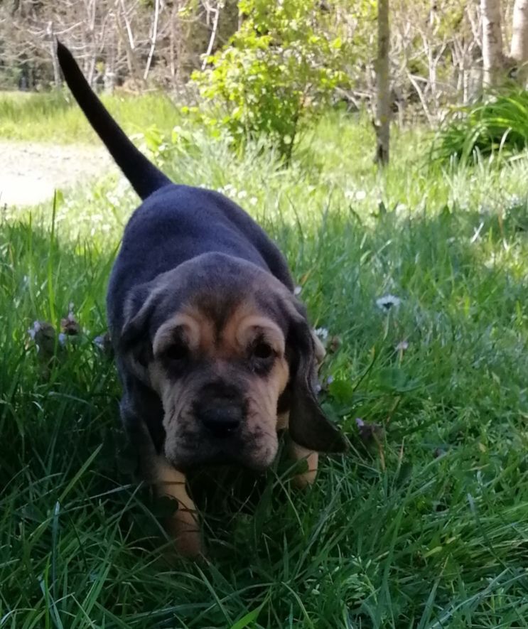 Shakira devient Stella des menthes sauvages