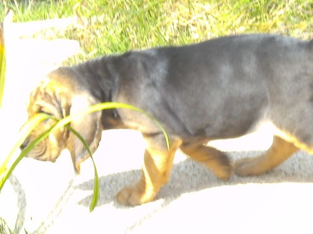 JADE LA BELLE DES MENTHES SAUVAGES