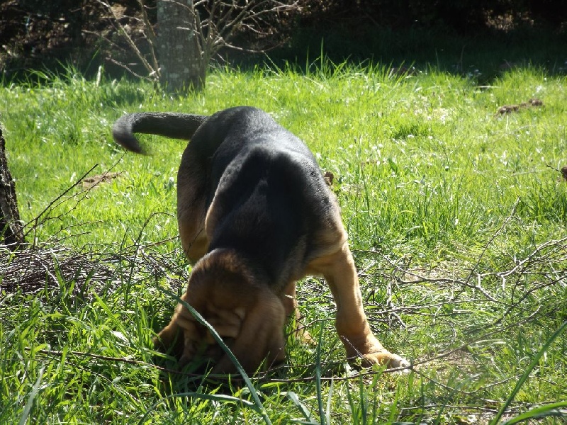 logan des menthes sauvages