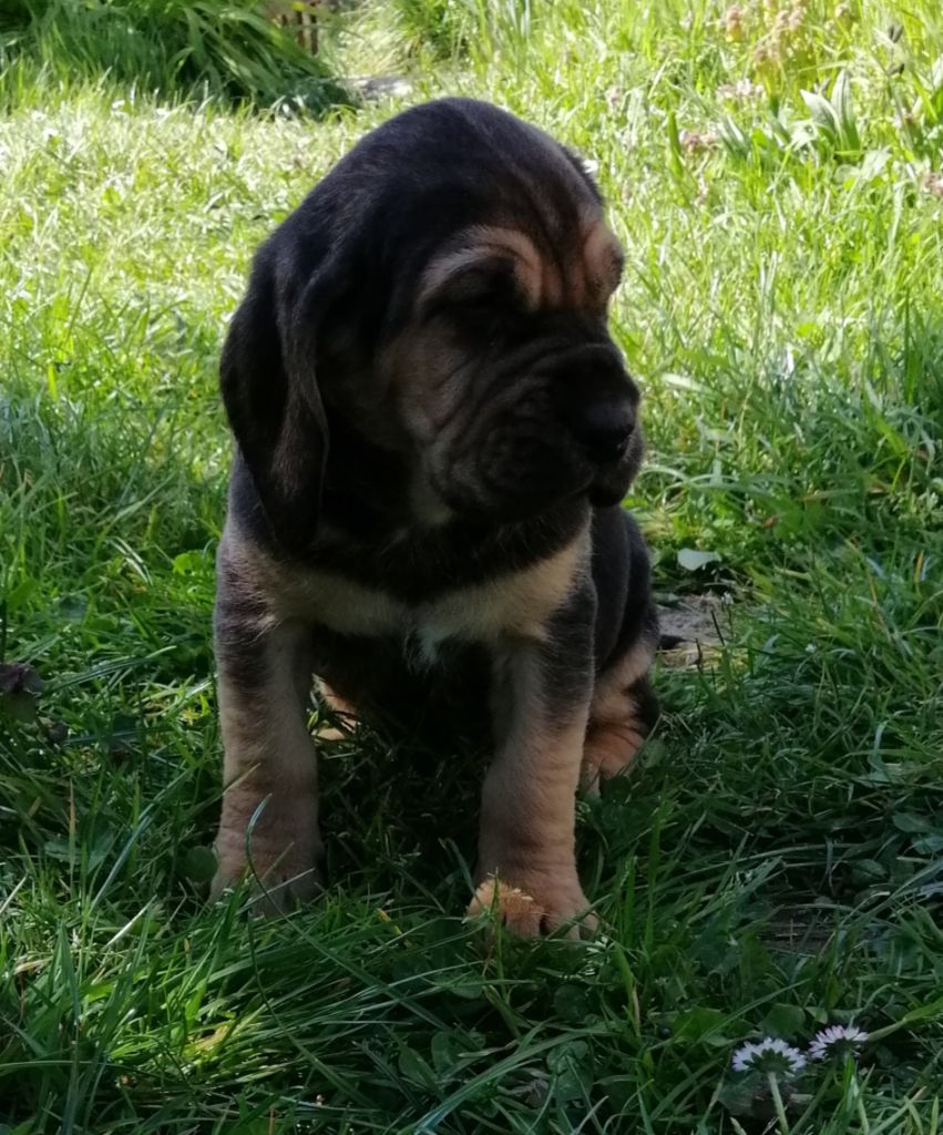 Shein.... devient s'gin des menthes sauvages