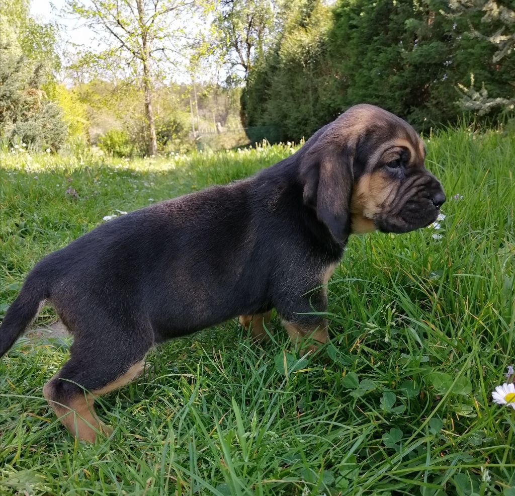 Sophie devient sybelle