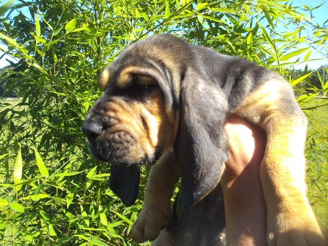 J RAMBO DES MENTHES SAUVAGES