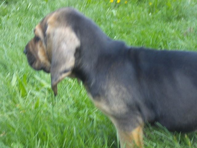 JR des menthes sauvages