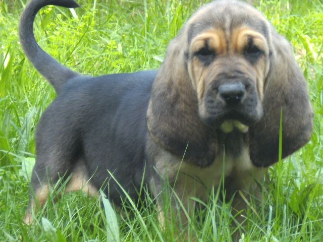 JR des menthes sauvages