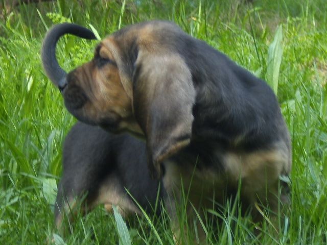 JR des menthes sauvages