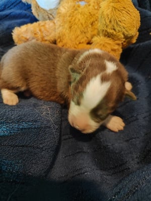 Les chiots de Berger Américain Miniature 