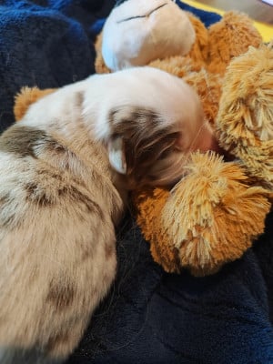 Les chiots de Berger Américain Miniature 