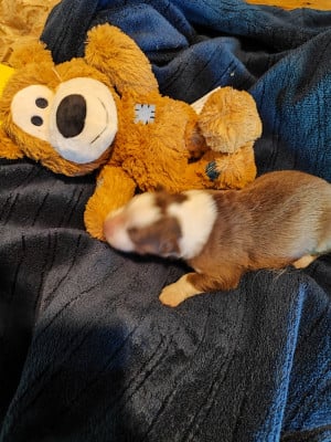 Les chiots de Berger Américain Miniature 