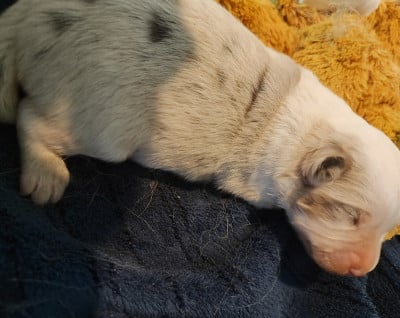 Chiot N°2 - Berger Américain Miniature 