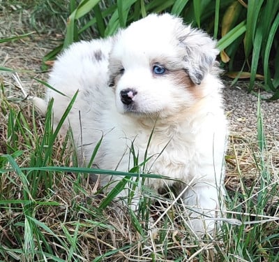 Les chiots de Berger Américain Miniature 