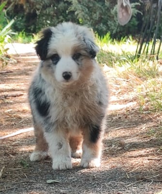 Chiot N°1 - Berger Américain Miniature 
