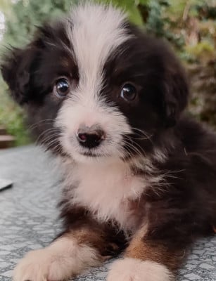 Chiot N°3 - Berger Américain Miniature 
