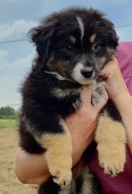 Chiot N°2 - Berger Américain Miniature 