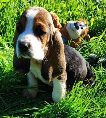 Les chiots de Basset Hound