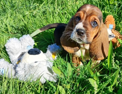 Les chiots de Basset Hound