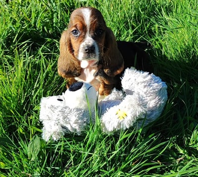 Les chiots de Basset Hound