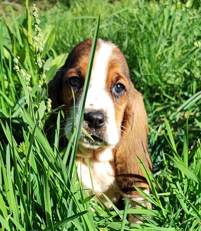 Basset Hound - des menthes sauvages