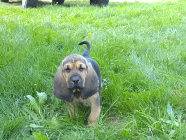 JR des menthes sauvages