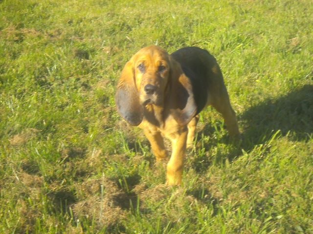 JEANNE DES MENTHES SAUVAGES