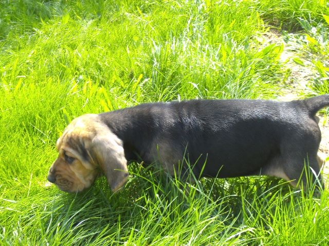 JADE LA BELLE DES MENTHES SAUVAGES