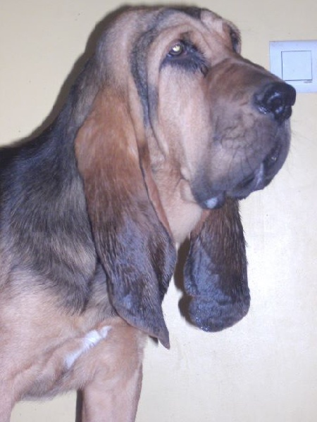 JUAN DES MENTHES SAUVAGES