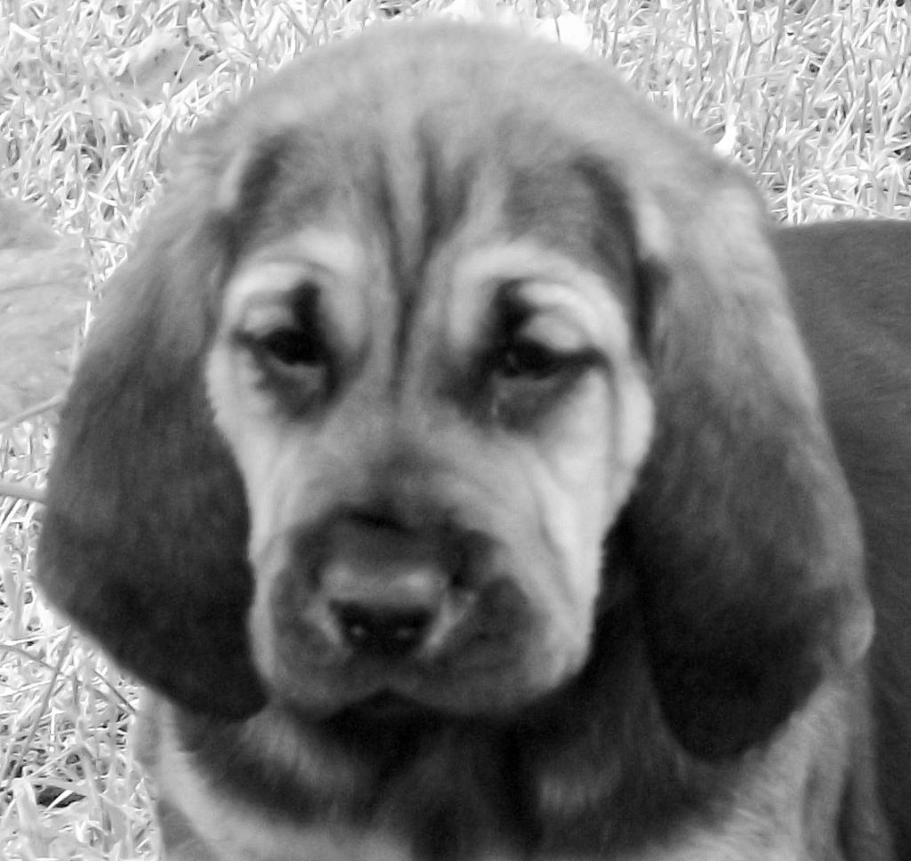 NINA DES MENTHES SAUVAGES