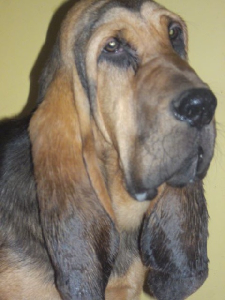 JUAN DES MENTHES SAUVAGES