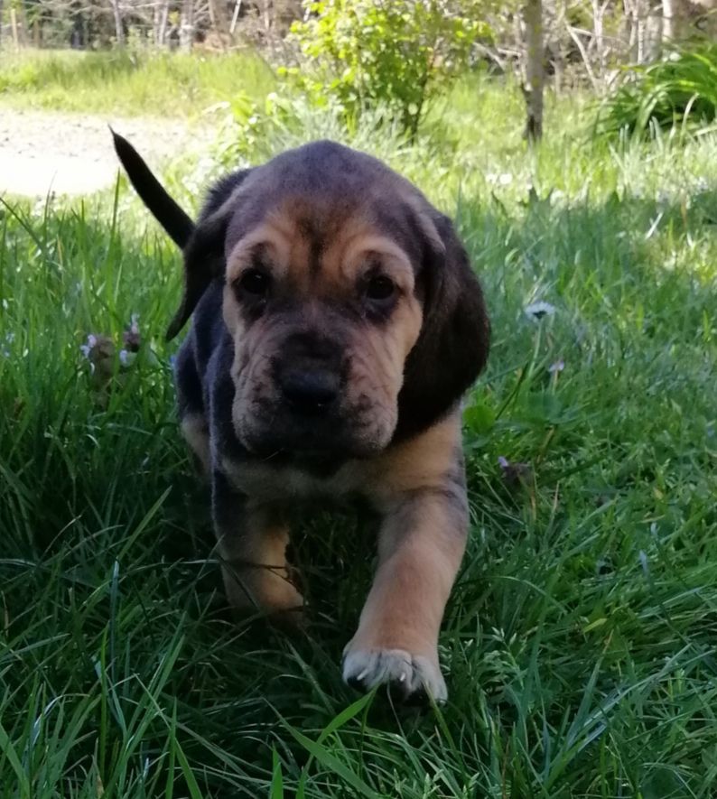 Shakira devient Stella des menthes sauvages