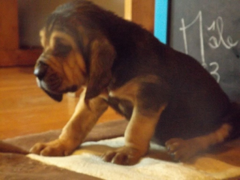 LUTHOR DES MENTHES SAUVAGES