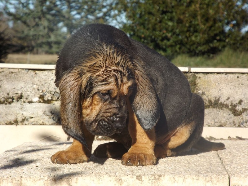 LUTHOR DES MENTHES SAUVAGES