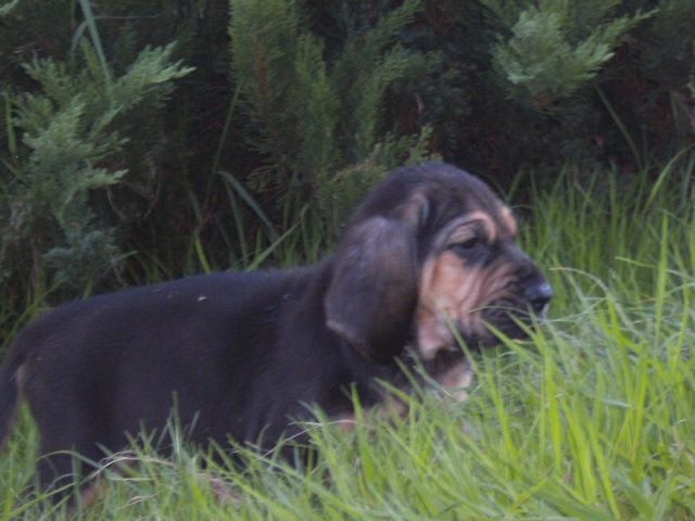 J RAMBO DES MENTHES SAUVAGES