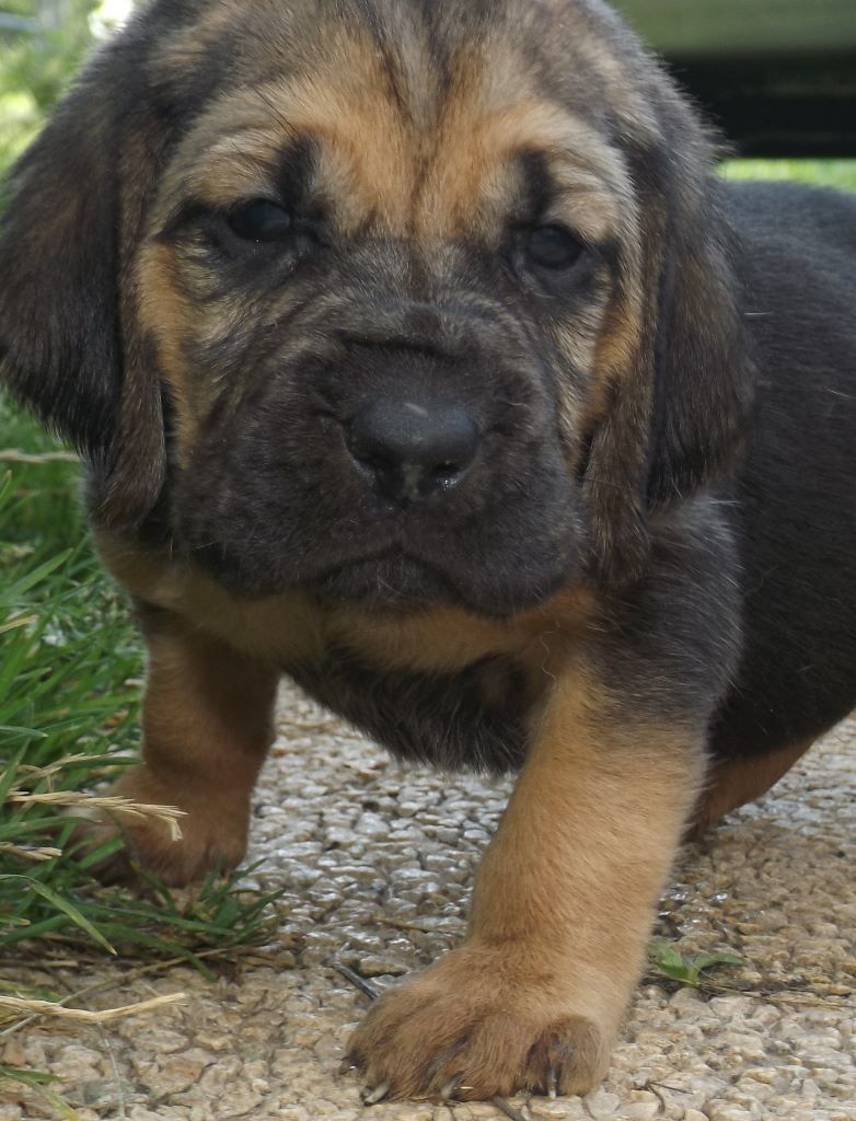 NINA DES MENTHES SAUVAGES