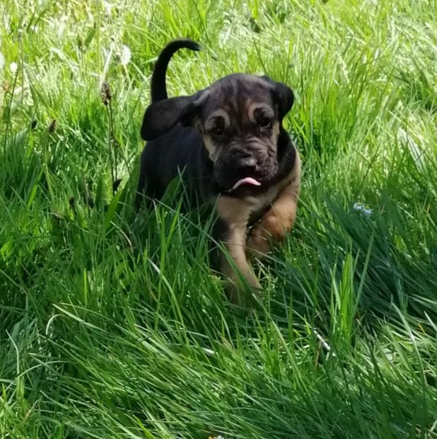 Season nom provisoire