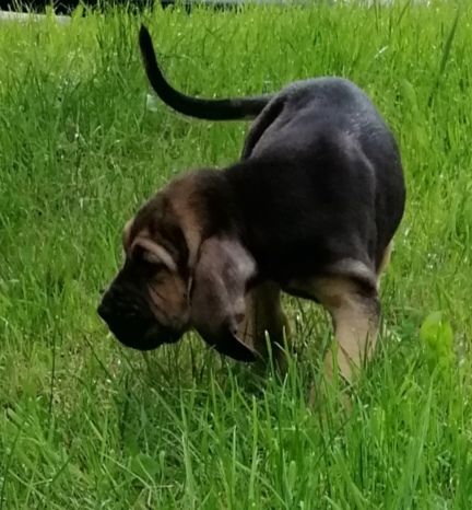 shimere nom provisoire