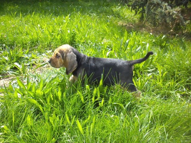 JADE LA BELLE DES MENTHES SAUVAGES