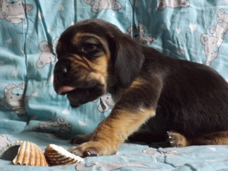 LUTHOR DES MENTHES SAUVAGES