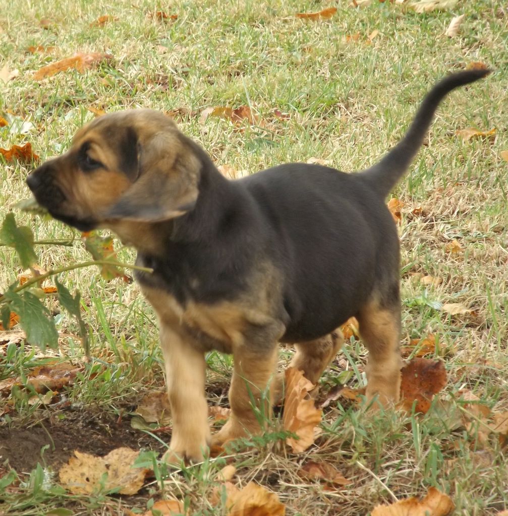 NINA DES MENTHES SAUVAGES