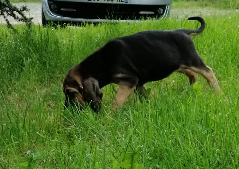 shimere nom provisoire