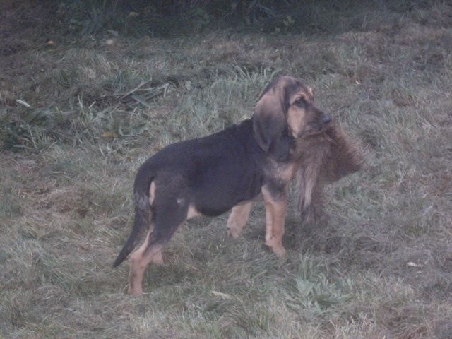 JULES CESAR DES MENTHES SAUVAGES